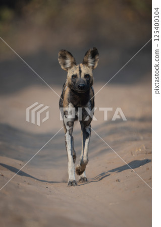 African wild dog crosses sand toward camera 125400104