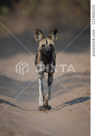 African wild dog crosses sand towards camera 125400105