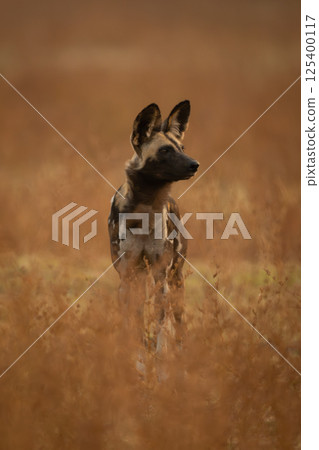 African wild dog in bushes turns head 125400117