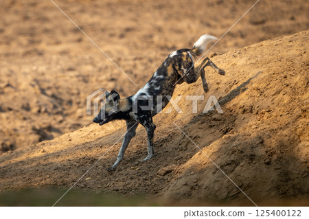 African wild dog jumps down sandy slope 125400122