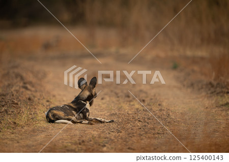 African wild dog lies blocking grassy road 125400143