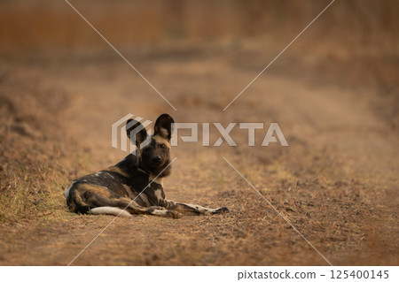 African wild dog lies blocking grassy track 125400145