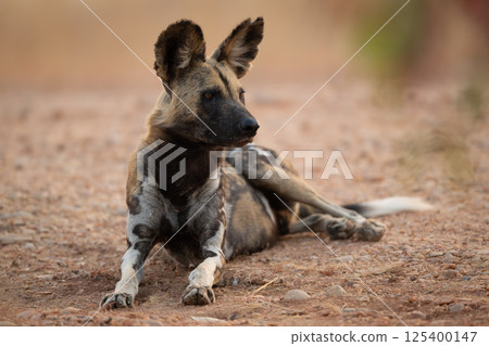 African wild dog lies down looking right 125400147
