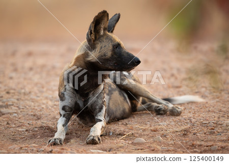 African wild dog lies down turning head 125400149