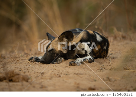 African wild dog lies dozing on sand African wild dog lies dozing on sand 125400151