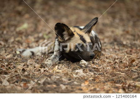 African wild dog lies in leaf litter 125400164