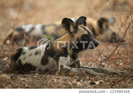 African wild dog lies in tangled bushes 125400168