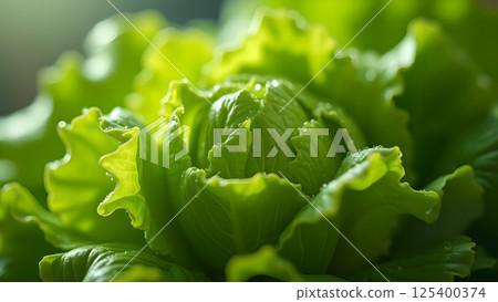 Close-up Fresh Green Lettuce with Water Droplets Close-up Fresh Green Lettuce with Water Droplets 125400374