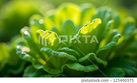 Green Water Lettuce in Sunlight, Tropical Plant 125400375