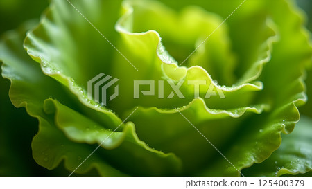 Vibrant Green Lettuce Leaves Close Up Beauty 125400379