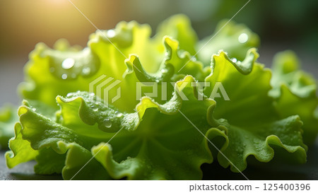 Crisp Lettuce Head with Freshness and Hydration 125400396