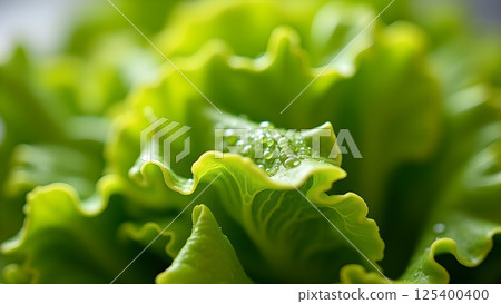 Crisp Green Lettuce Leaves with Water Droplets 125400400