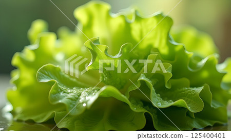 Fresh Green Lettuce Head Close Up with Water Drops 125400401