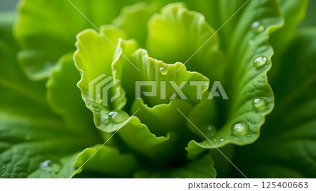 Leafy Vegetable after Rain, Detailed Close-Up Shot Leafy Vegetable after Rain, Detailed Close-Up Shot 125400663