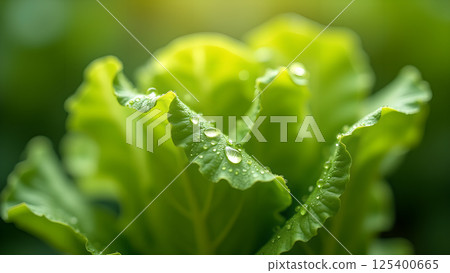 Fresh Green Lettuce with Water Drops Macro 125400665