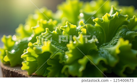 Crisp green lettuce macro, illuminated beauty 125400673