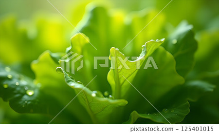 Fresh Green Lettuce with Water Droplets Closeup 125401015