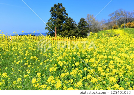[愛媛郡]犬賴嶺的黃色丘陵（油菜花田） 125401053