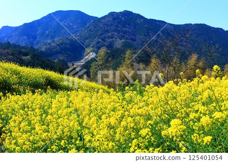 [Ehime Prefecture] Yellow Hills of Inuyori Pass (Rape Flower Fields) 125401054