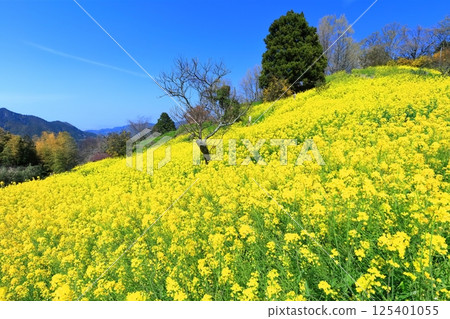 [愛媛郡]犬賴嶺的黃色丘陵（油菜花田） 125401055