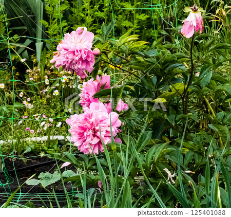 Pink peonies before the end of bloom. Background of green leaves Pink peonies before the end of bloom. Background of green leaves 125401088