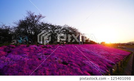 The setting sun-tinted moss pinks bloom in full glory at the Shin-Arakawa Ohashi Green Space 2025 125401098