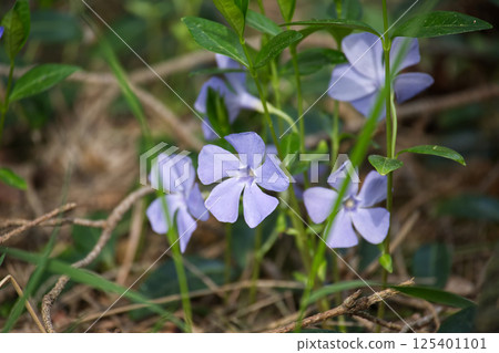 Charming periwinkle flowers with soft purple petals bloom in natural light among green foliage. 125401101