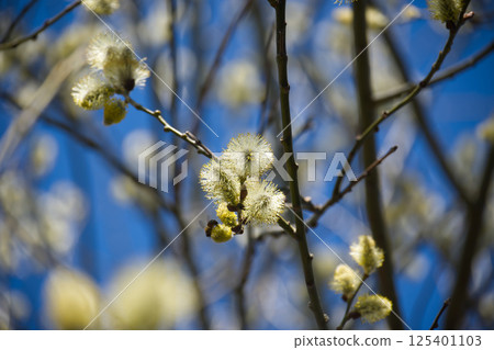 A bee gathers pollen from soft, fresh pussy willow catkins in full bloom against a clear blue sky. 125401103