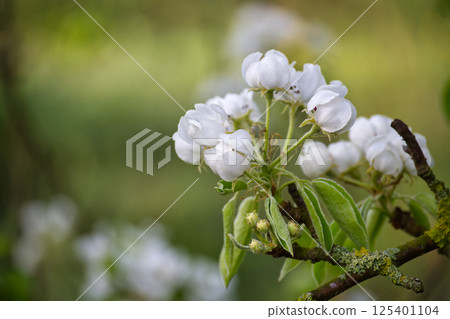 Close-Up of Delicate White Blossoms Growing on a Tree Branch in Spring Close-Up of Delicate White Blossoms Growing on a Tree Branch in Spring 125401104