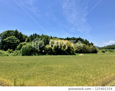 Rural landscape 125401254