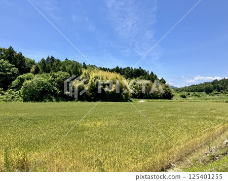 Rural landscape 125401255