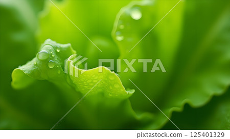 Freshness and Life: Green Lettuce Water Droplets 125401329