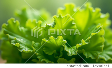 Green Lettuce Leaf Freshness Macro Close-Up 125401331