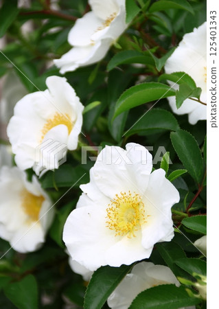 Naniwa rose flowers blooming in the garden Naniwa rose flowers blooming in the garden 125401343