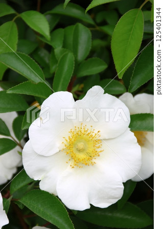 Naniwa rose flowers blooming in the garden Naniwa rose flowers blooming in the garden 125401344