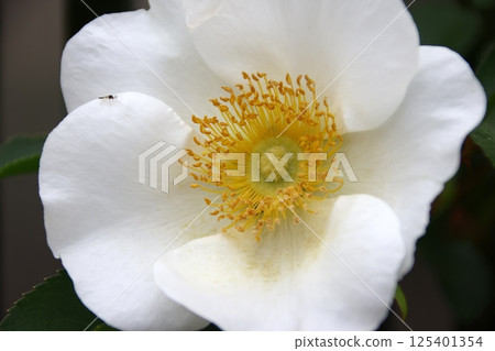 花園裡盛開的浪速玫瑰 花園裡盛開的浪速玫瑰 125401354