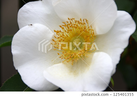 花園裡盛開的浪速玫瑰 125401355