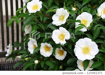 花園裡盛開的浪速玫瑰 125401371