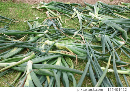 Onion leaves after harvest 125401412
