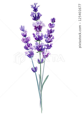 Lavender bouquet with purple butterflies, watercolor floral composition with ribbon aromatic wildflowers violet floral Lavender bouquet with purple butterflies, watercolor floral composition with ribbon aromatic wildflowers violet floral 125401677