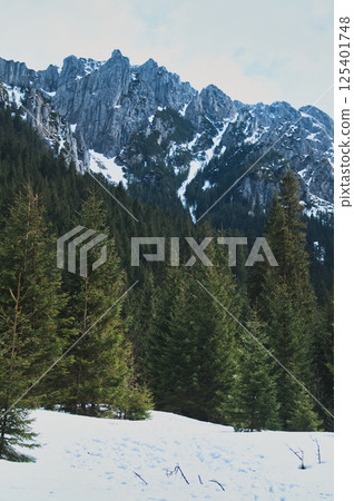 Green conifer trees, forest in the mountains on a sunny winter day, landscape covered with snow. 125401748