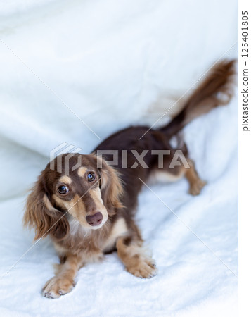 卡寧金臘腸犬成年犬巧克力黃色 125401805