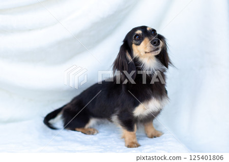 卡寧金臘腸犬成年犬黑黃色 125401806