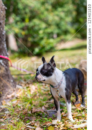 我的狗狗波士頓梗在公園玩耍 我的狗狗波士頓梗在公園玩耍 125401810