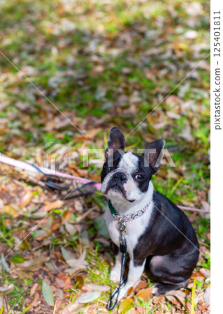 我的狗狗波士頓梗在公園玩耍 我的狗狗波士頓梗在公園玩耍 125401811