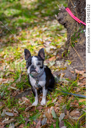 我的狗狗波士頓梗在公園玩耍 我的狗狗波士頓梗在公園玩耍 125401812