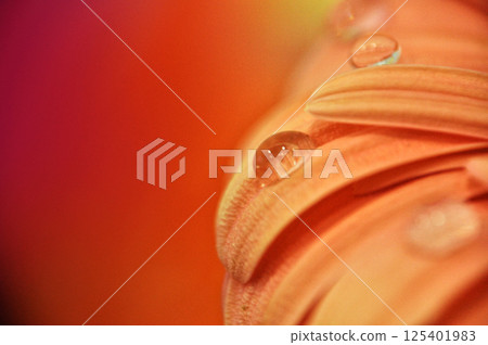 Close-up of a water droplet on an orange gerbera flower petal 125401983