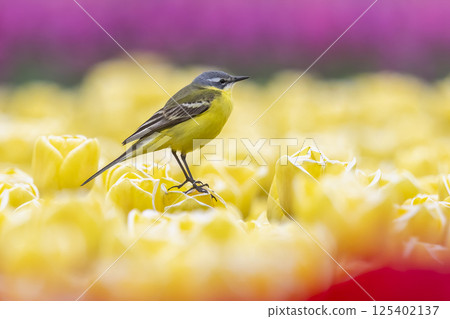 Western yellow wagtail (Motacilla flava) bird perched among vibrant tulips in a colorful garden during springtime bloom 125402137