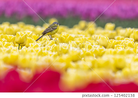 Western yellow wagtail (Motacilla flava) bird perched among vibrant tulips in a colorful garden during springtime bloom Western yellow wagtail (Motacilla flava) bird perched among vibrant tulips in a colorful garden during springtime bloom 125402138