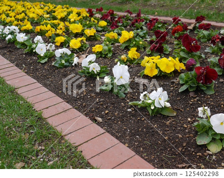 滿是三色堇的花壇 125402298